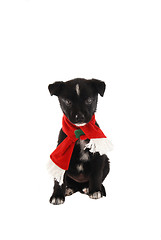 Image showing Puppy in a Christmas Holiday Scarf