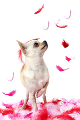 Image showing puppy chihuahua with pink feather