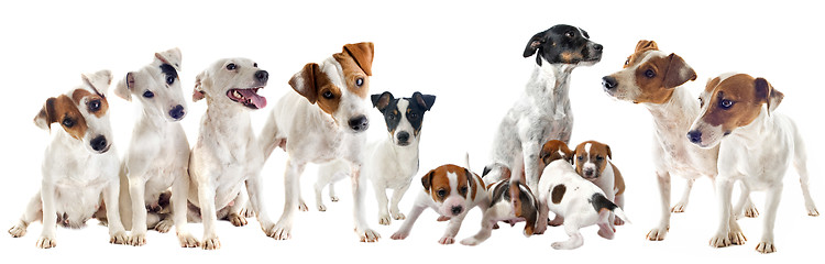 Image showing  jack russel terriers