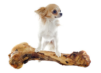 Image showing chihuahua and bone