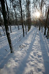 Image showing Winter Forest