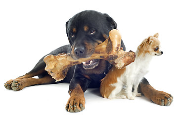 Image showing rottweiler, chihuahua and bone