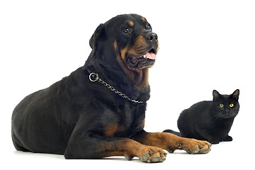 Image showing rottweiler and cat