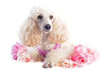 Image showing poodle and flowers