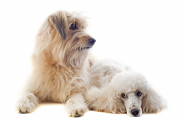 Image showing Pyrenean sheepdog and poodle