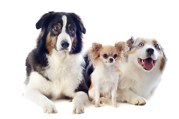 Image showing australian shepherds and chihuahua