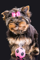 Image showing Lovely puppy of Yorkshire terrier with pink bow and ball