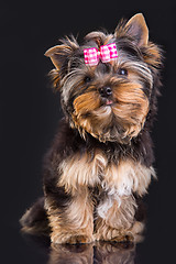 Image showing Lovely puppy of Yorkshire terrier with pink bow