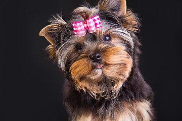 Image showing Lovely puppy of Yorkshire terrier with pink bow