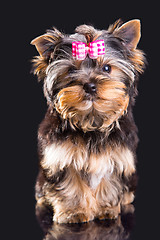 Image showing Lovely puppy of Yorkshire terrier with pink bow