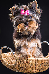 Image showing Lovely puppy of Yorkshire terrier sitting in a basket