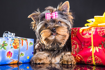 Image showing puppy of Yorkshire terrier with new year presents