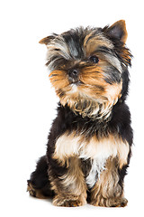 Image showing puppy of Yorkshire terrier sitting on isolated white