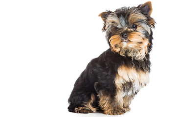 Image showing puppy of Yorkshire terrier sitting on isolated white