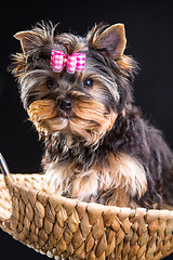 Image showing Lovely puppy of Yorkshire terrier sitting in a basket