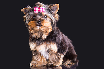 Image showing Lovely puppy of Yorkshire terrier with pink bow