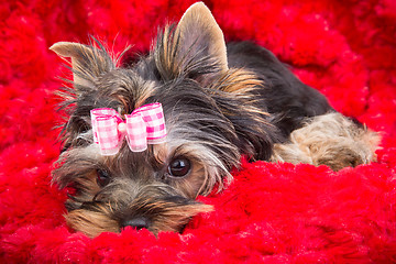 Image showing puppy of Yorkshire terrier with pink bow lying on red pillow