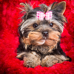 Image showing puppy of Yorkshire terrier with pink bow lying on red pillow