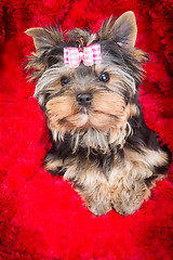 Image showing puppy of Yorkshire terrier with pink bow lying on red pillow