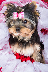 Image showing Yorkshire terrier with pink bow lying on red and white chiffon pillow