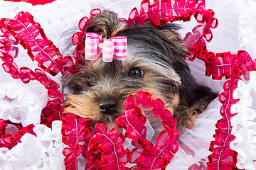 Image showing Yorkshire terrier with pink bow lying on red and white chiffon pillow