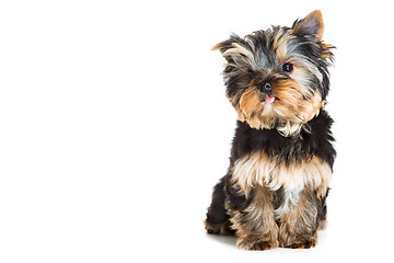 Image showing puppy of Yorkshire terrier sitting on isolated white