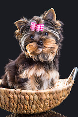 Image showing Lovely puppy of Yorkshire terrier sitting in a basket