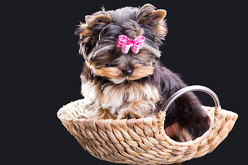 Image showing Lovely puppy of Yorkshire terrier sitting in a basket