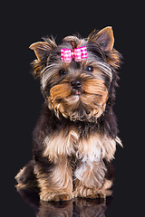 Image showing Lovely puppy of Yorkshire terrier with pink bow