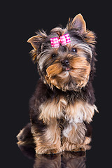 Image showing Lovely puppy of Yorkshire terrier with pink bow