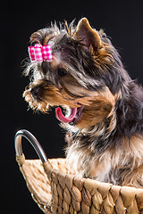 Image showing Lovely puppy of Yorkshire terrier sitting in a basket