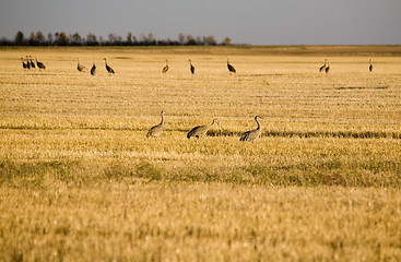 Image showing Sandhill Cranes