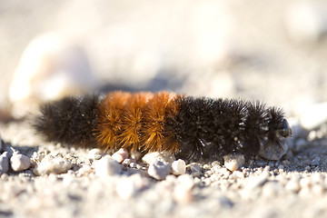 Image showing Woolly Bear Caterpillar