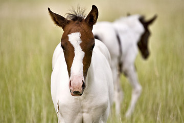Image showing Horse mare and colt Saskatchewan Field