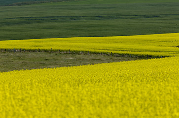 Image showing Canola Crop