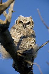 Image showing Great Horned Owl