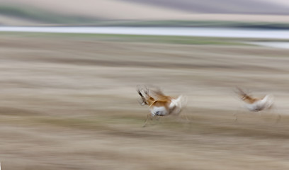 Image showing Pronghorn Antelope Running