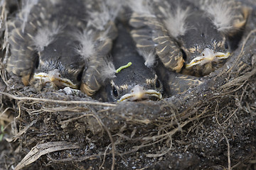 Image showing Baby Robins