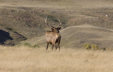 Image showing Bull Elk