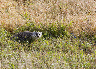 Image showing Badger young Saskatchewan