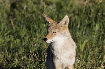 Image showing Coyote Saskatchewan