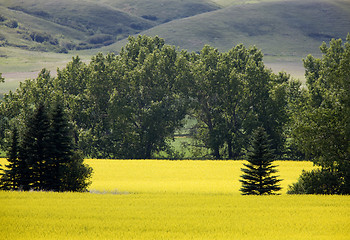 Image showing Canola Crop