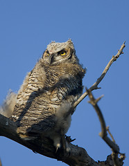Image showing Great Horned Owl