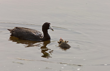 Image showing American Coot Waterhen