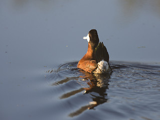 Image showing Ruddy Duck