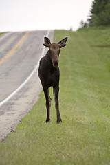 Image showing Young Bull Moose