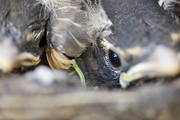 Image showing Baby Robins