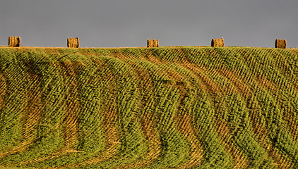 Image showing Hay Bales