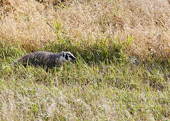 Image showing Badger young Saskatchewan