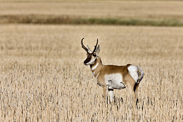 Image showing Pronghorn Antelope buck antlers